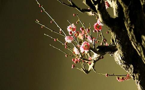 三年级描写冬天的梅花作文