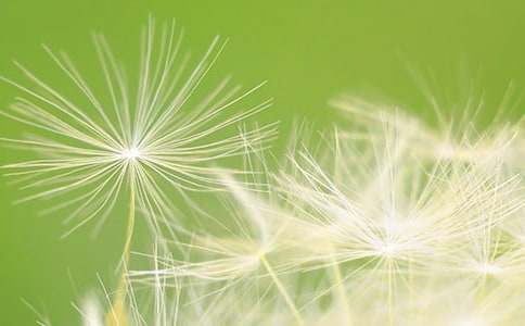 关于开展2016年圆梦蒲公英暑期主题活动总结