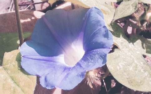 初二优秀作文《牵牛花》