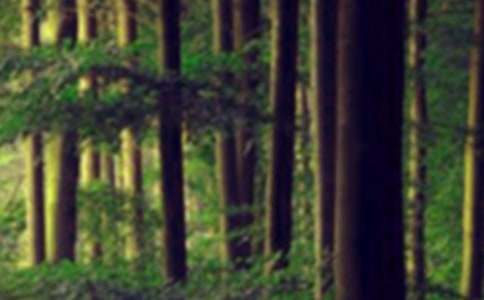 2017年宣传森林防火安全黑板报图片资料