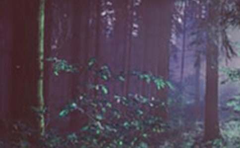 2015年森林防火手抄报的素材