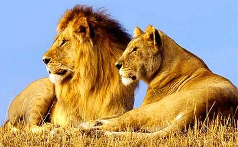 《蚊子和狮子》教学反思