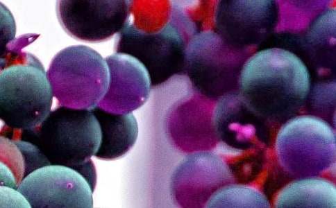 写水果的作文300字