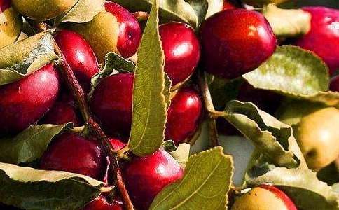 家乡的特产水果作文500字