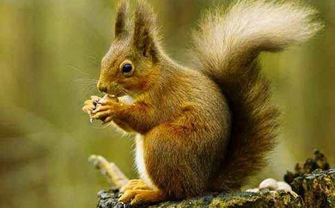 小学生观察日记大全:松鼠