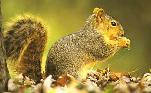 《跑进家来的松鼠》教学实录及反思