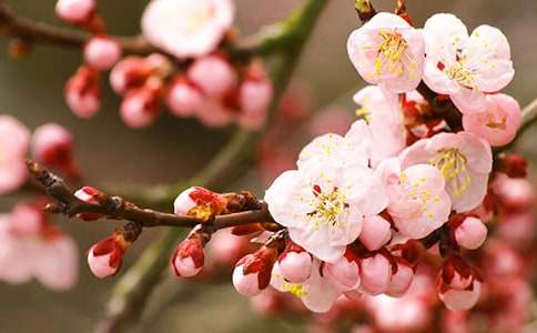 八年级我心中的桃花源作文650字