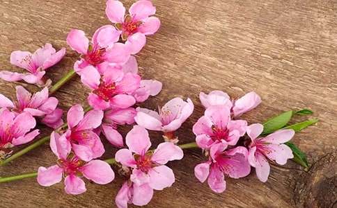 六年级下册《桃花心木》教学设计两篇