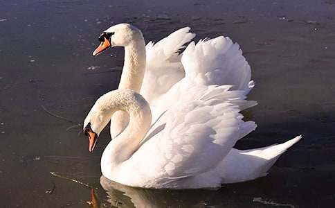 冀教版三年级上《湖滩上有一对天鹅》教学设计