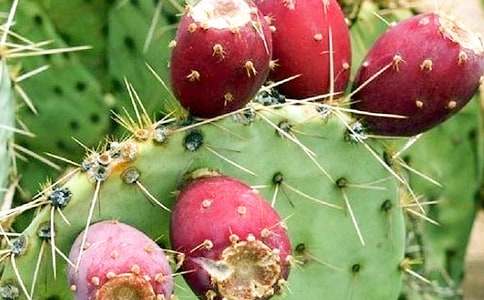 仙人掌的启示五年级精选作文