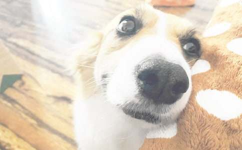 湘教版一年级上《小狗敲门》教学设计