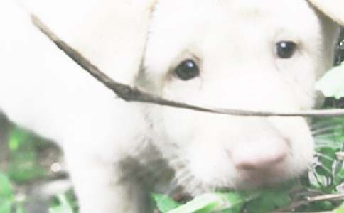 三年级观察小狗日记350字