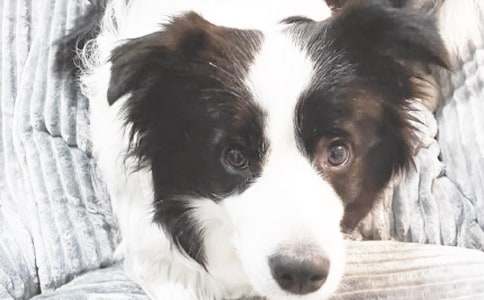 生活感悟:喂,就养只小狗吧