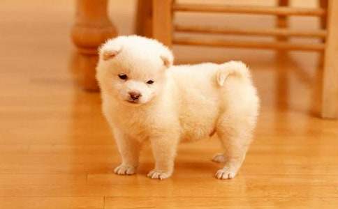 我家的小狗1000字作文