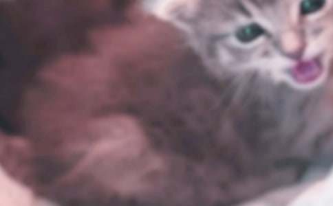 描写小猫的作文