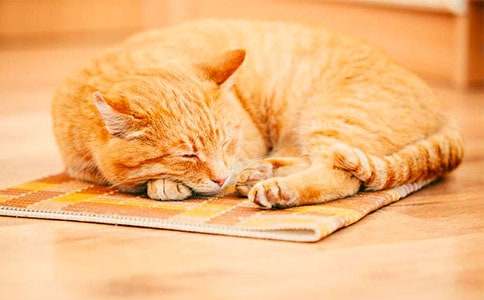 我家的小猫作文400字