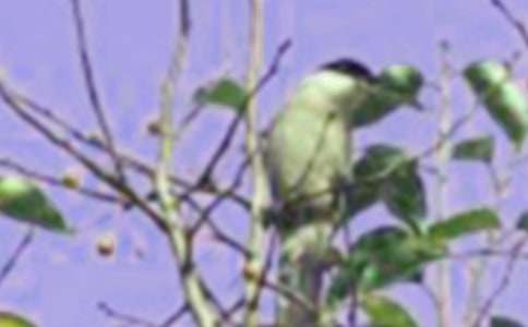 当小鸟,真好作文(精选30篇)