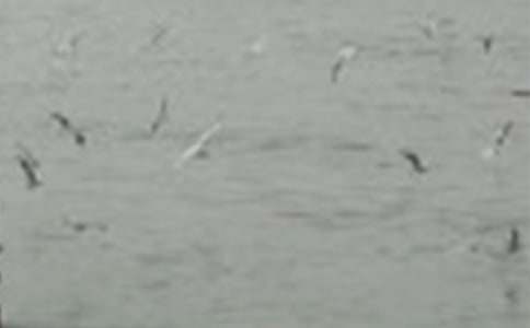 描写小鸟的作文