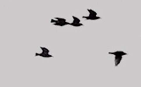 一年级看图写话作文范文:放飞小鸟