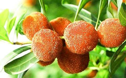 描写杨梅的作文