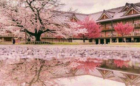 环保手工制作:樱花胸针