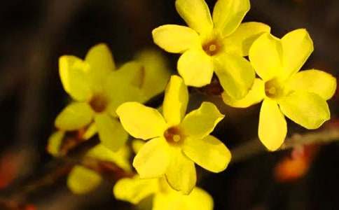 关于咏迎春花的诗词精选