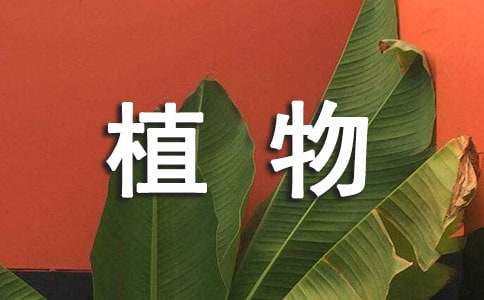 《植物妈妈有办法》教学案例反思