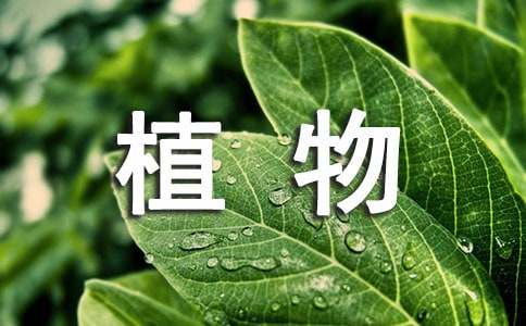 《我和植物交朋友》活动