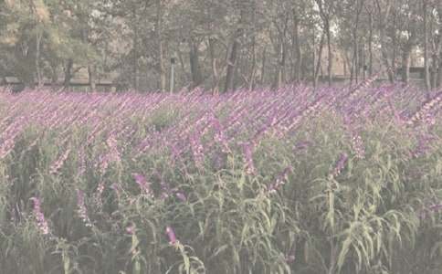 二年级关于植物园手抄报设计内容