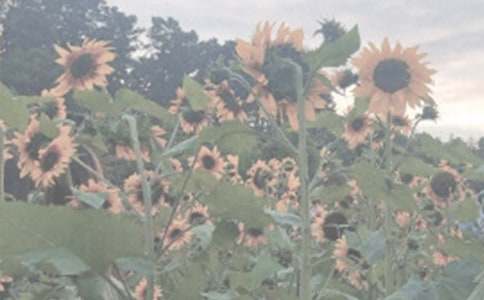 描写植物园的好句好段