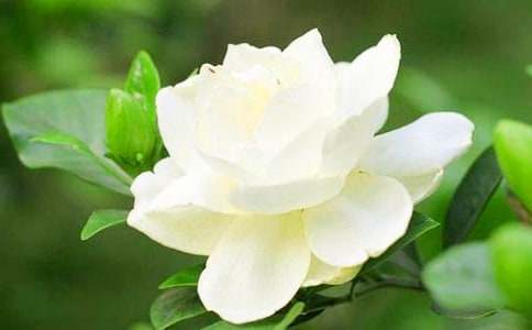 我家的栀子花小学生作文