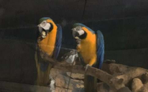 手抄报精美插图:卡通鹦鹉可爱简笔画