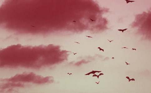 新课标四下:《蝙蝠和雷达》教案