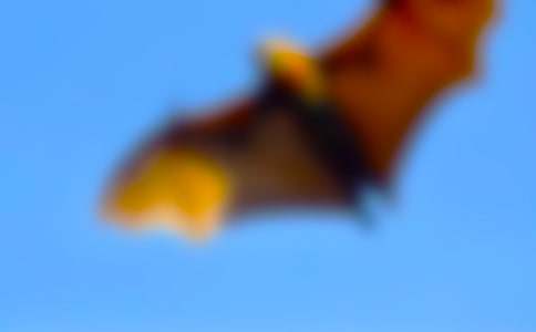 《蝙蝠和雷达》教学设计与评课稿